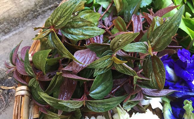 cây thuốc dòi thân tím